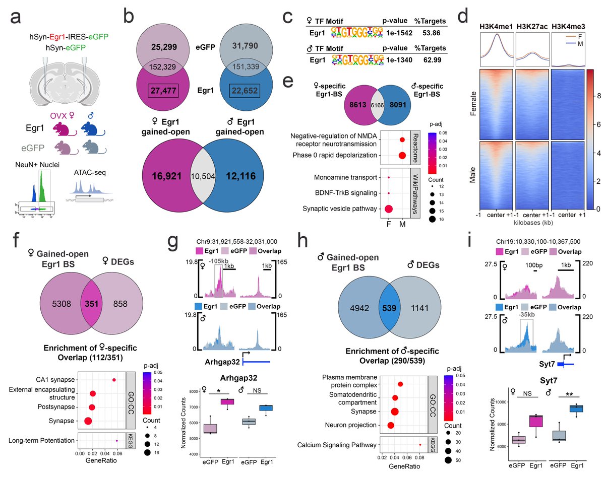 In our new lab preprint, led by @DrocksNeuro , we introduce the first sex-specific immediate early gene, Egr1! Egr1 opens neuronal chromatin sex-specifically, with consequences for targeted gene expression changes, synaptic plasticity and behavior🧵 👇 biorxiv.org/content/10.110…