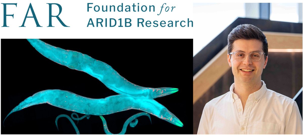 Foundation for ARID1B Research (FAR) (@far_arid1b) on Twitter photo FAR launches an exciting ARID1B-RD drug repurposing project with <a href="/aexbrown/">Andre Brown</a> from <a href="/MRC_LMS/">MRC Laboratory of Medical Sciences (LMS)</a>. Utilizing <a href="/aexbrown/">Andre Brown</a>’s novel high-throughput C. elegans system, we aim to identify promising candidates for treatments. Anticipating results by March. Stay tuned for updates! FAR launches an exciting ARID1B-RD drug repurposing project with <a href="/aexbrown/">Andre Brown</a> from <a href="/MRC_LMS/">MRC Laboratory of Medical Sciences (LMS)</a>. Utilizing <a href="/aexbrown/">Andre Brown</a>’s novel high-throughput C. elegans system, we aim to identify promising candidates for treatments. Anticipating results by March. Stay tuned for updates!