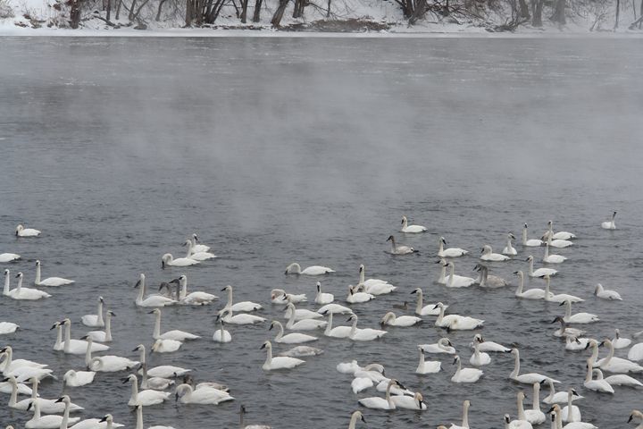 Art of the Day: 'Trumpeter Swans on the Mississippi'. Buy at: ArtPal.com/elygoldart?i=9…