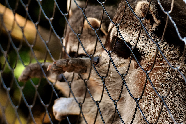 WeltResa's tweet photo. #Wildtiere gehören nicht ins #Wohnzimmer - Warum wir ihre natürliche Umgebung respektieren sollten

https://t.co/ayeWvDTBmh 

#fuchs #wolf #waschbär #löwe #tiger #affe https://t.co/HLCIpPQyZV