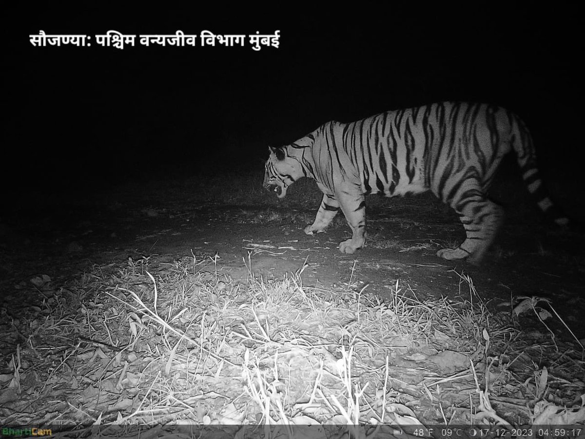 The onward march in the northern western ghats is on….trapped in the Sahyadri Tiger Reserve #conservation #ntca