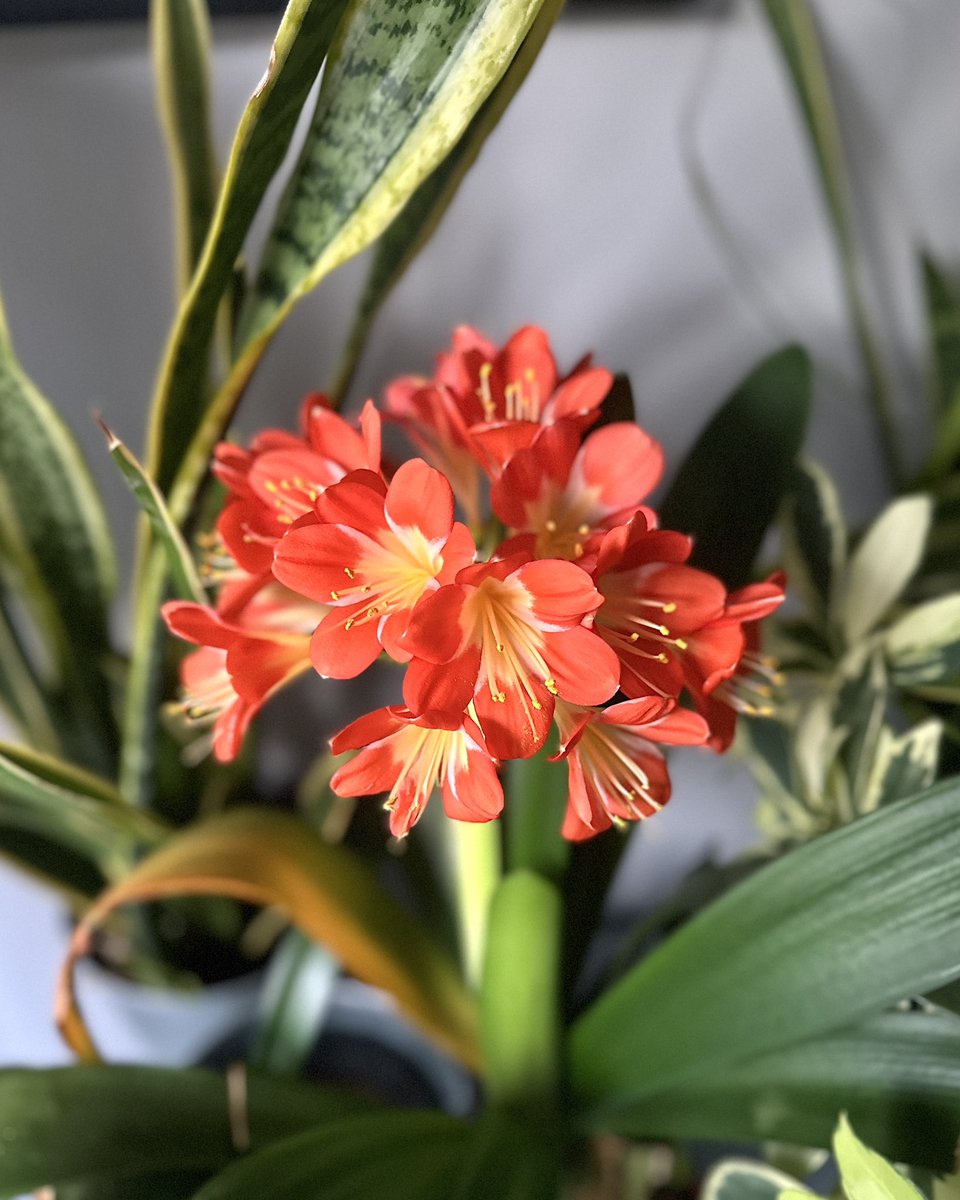 Bringing some winter warmth inside 🔥Clivia miniata 🍊🌼#Flowers #Gardening #Houseplants