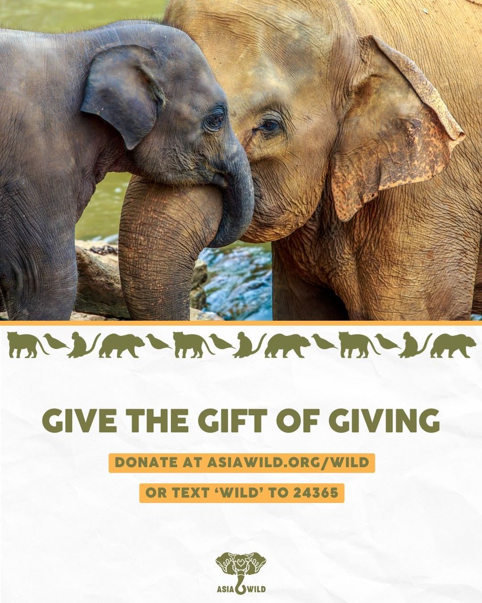 Gift the joy of giving! Donate in the name of an animal lover in your life & support Asian animals in crisis. 🐘🎁

Donate now by texting WILD to 24365 or visiting asiawild.org/wild

#AsiaWild #GiftWithPurpose #AsianAnimalConservation #HolidayGiftIdeas