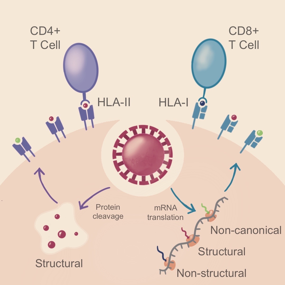 Now out @CellReports -- we find striking differences between viral proteins that are presented on class I and class II HLAs, resulting in distinct targets for killer and helper T cells. cell.com/cell-reports/p…