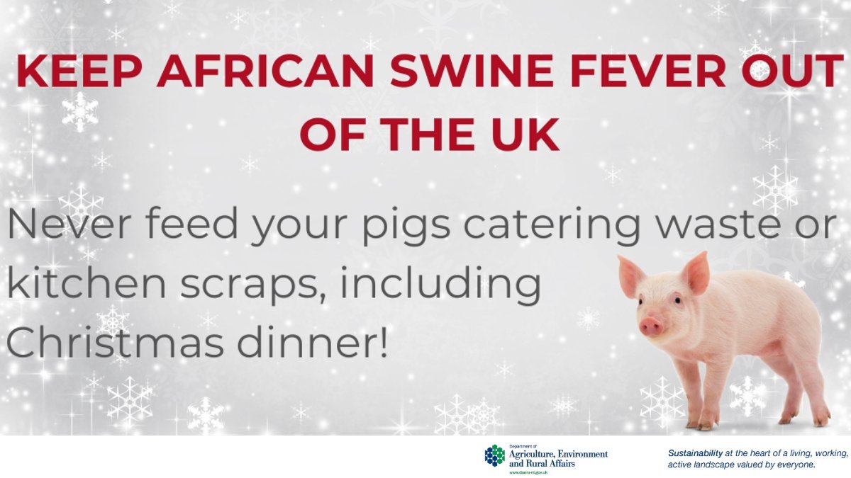 #HappyChristmas2023 🐷Make sure your #PetPigs have a happy time too by feeding them commercial pig feed & fruit & veg that has never entered a kitchen 🥕Veg from your kitchen may be cross contaminated by infected meat & risks spreading animal disease gov.uk/guidance/afric…