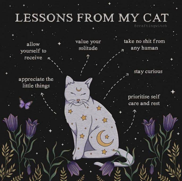 kittywyldchyld's tweet image. #catlessons #catmami #staycurious #takenoshit