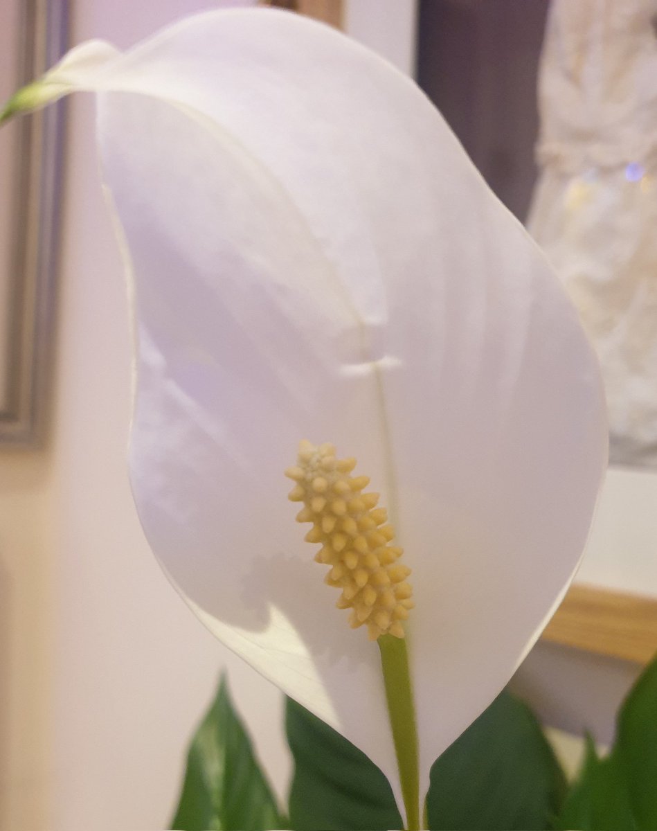 Peace lily, blooming like a Christmas candle. Good wishes to everyone who sees this. I am currently dealing with an ear infection making me dizzy so won't be on here for while. Back soon, I hope.