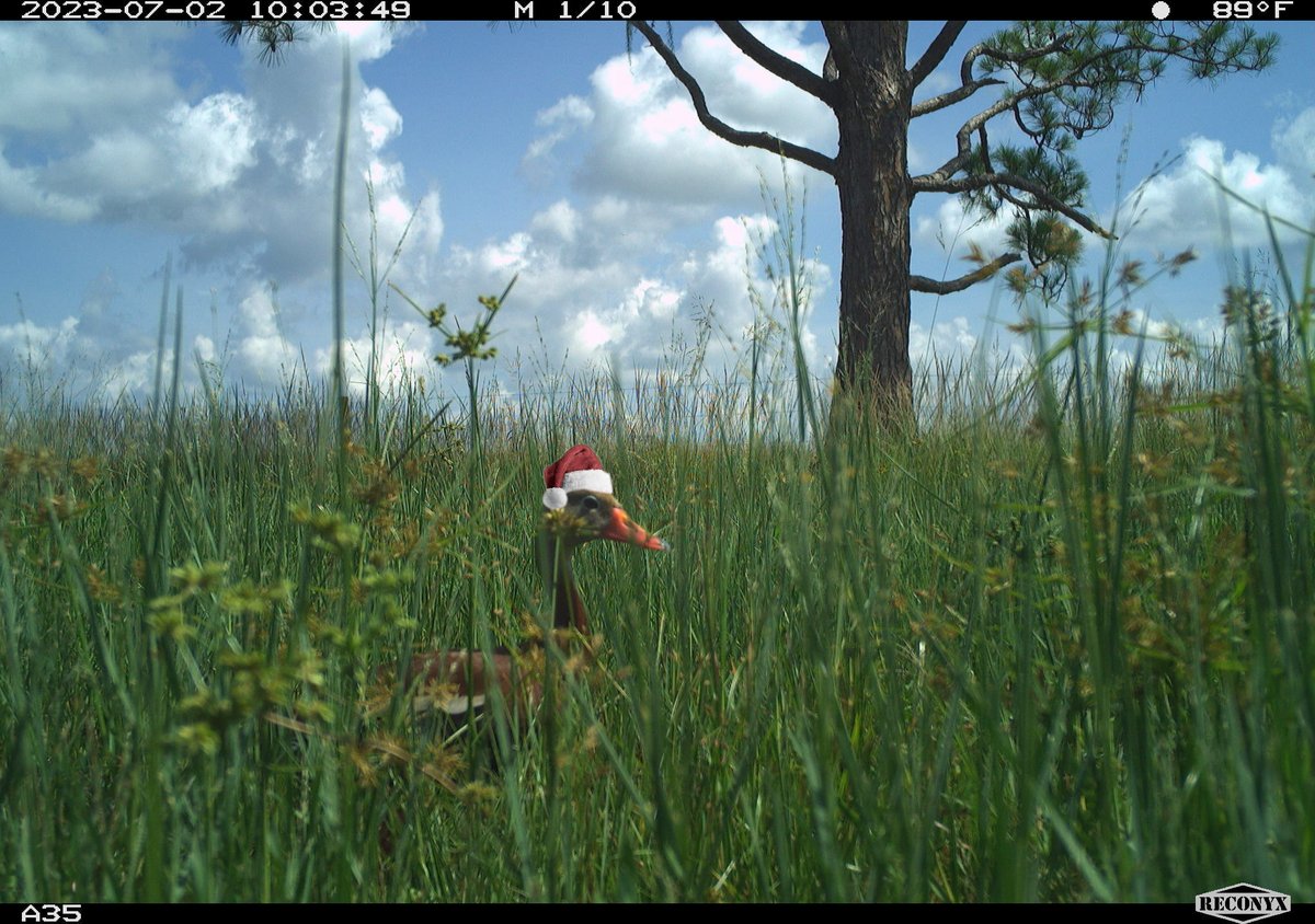 Hey @ArchboldStation we spotted some strange things going on in your camera traps.