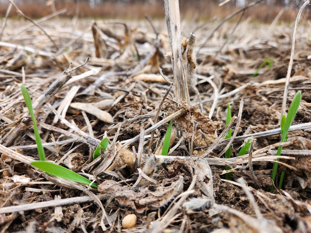 hort4cy's tweet image. Cereal rye is kind of amazing. Drilled about 5 weeks, it is coming out of the ground just in time for Christmas. #covercrop #IowaAg