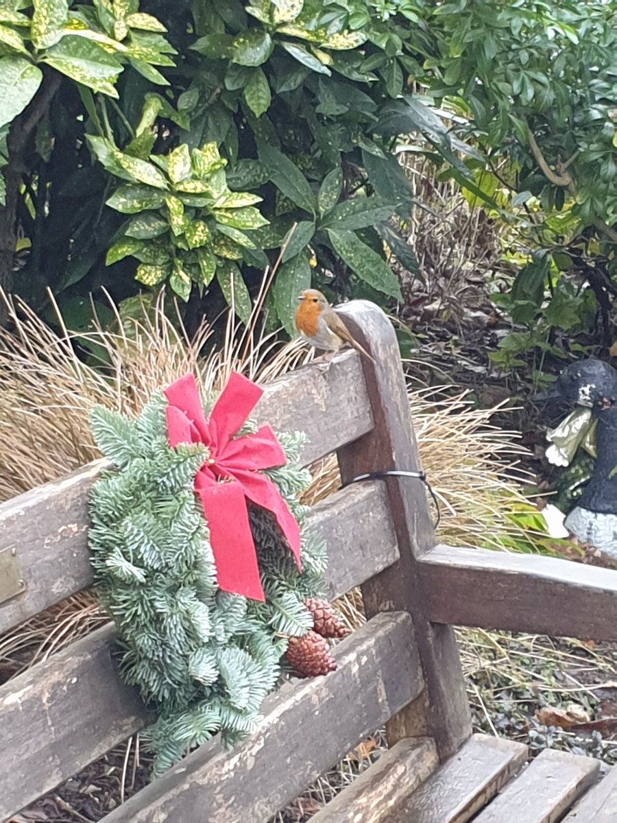 #NationalRobinDay @StPetersHeysham Glebe Garden 🌲🎀