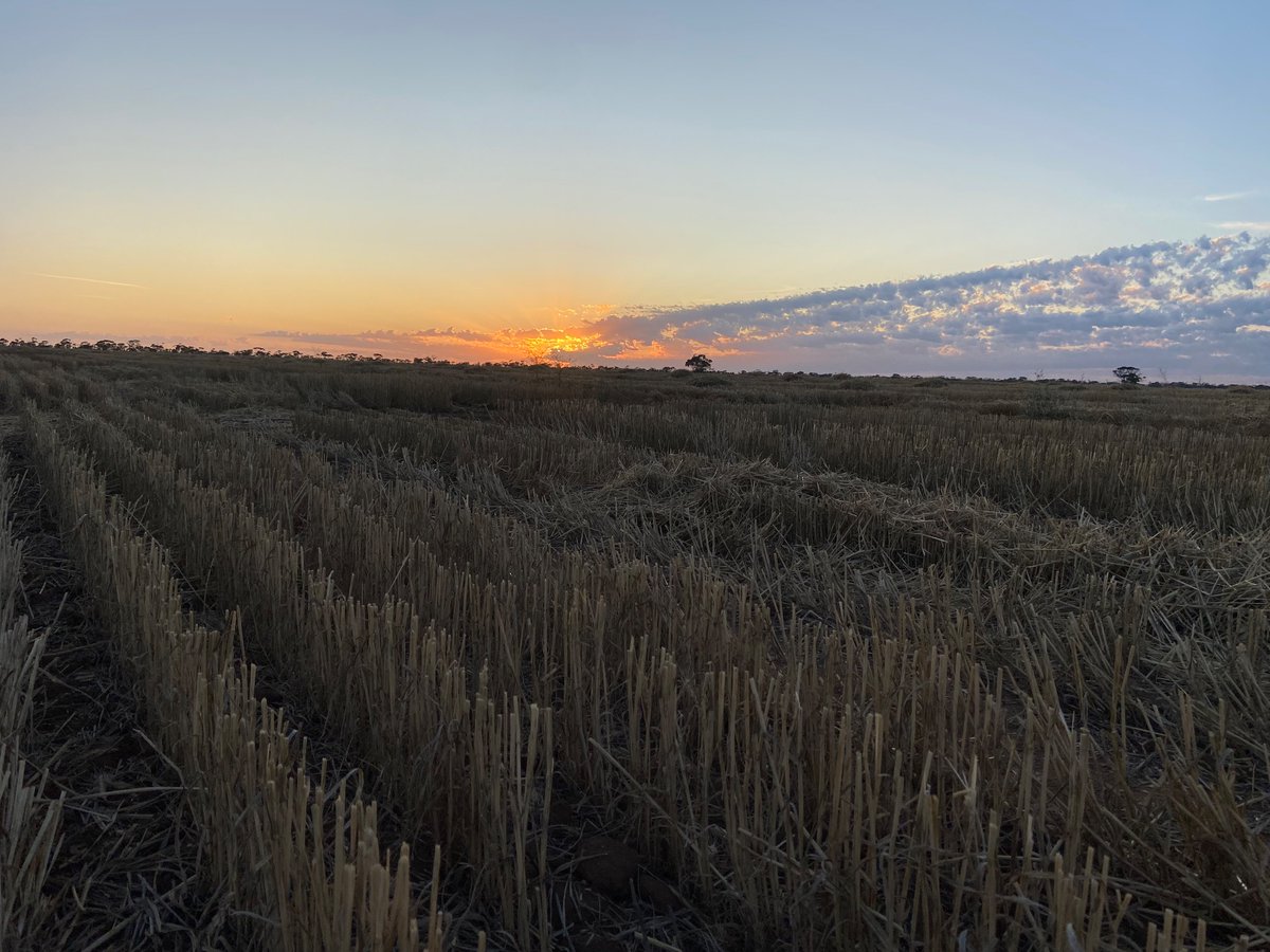 Yolanda Plowman (@yolandaplowman) on Twitter photo Beautiful sunrise for my last visit to the <a href="/BCG_Birchip/">Birchip Cropping Group (BCG)</a> main site at Kinnabulla for 2023. Beautiful sunrise for my last visit to the <a href="/BCG_Birchip/">Birchip Cropping Group (BCG)</a> main site at Kinnabulla for 2023.