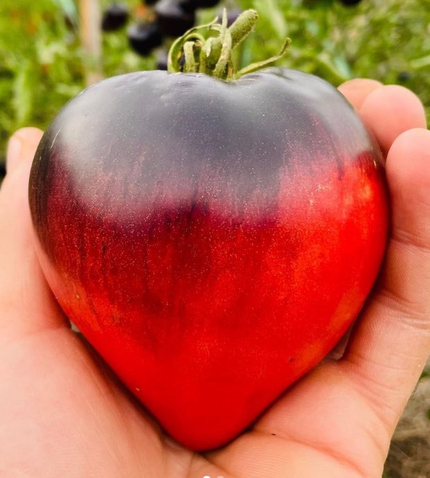Manuel Portela Romero (@docmportela) on Twitter photo European journal of
Preventive Cardiology
<a href="/ESC_Journals/">European Society of Cardiology Journals</a>
One tomato a day may keep the doctor away academic.oup.com/eurjpc/advance… European journal of
Preventive Cardiology
<a href="/ESC_Journals/">European Society of Cardiology Journals</a>
One tomato a day may keep the doctor away academic.oup.com/eurjpc/advance…