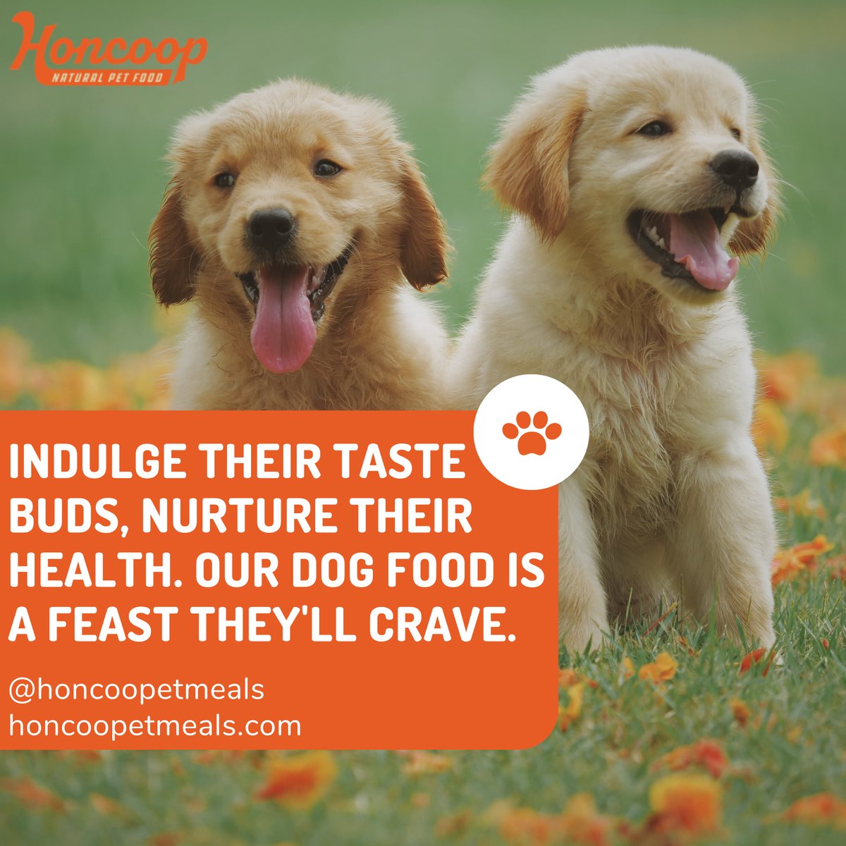 #dogs #doghealth #doghealthtips #dogadvice #happypet #pethomecare #petloversclub #dogfoodie #pooches