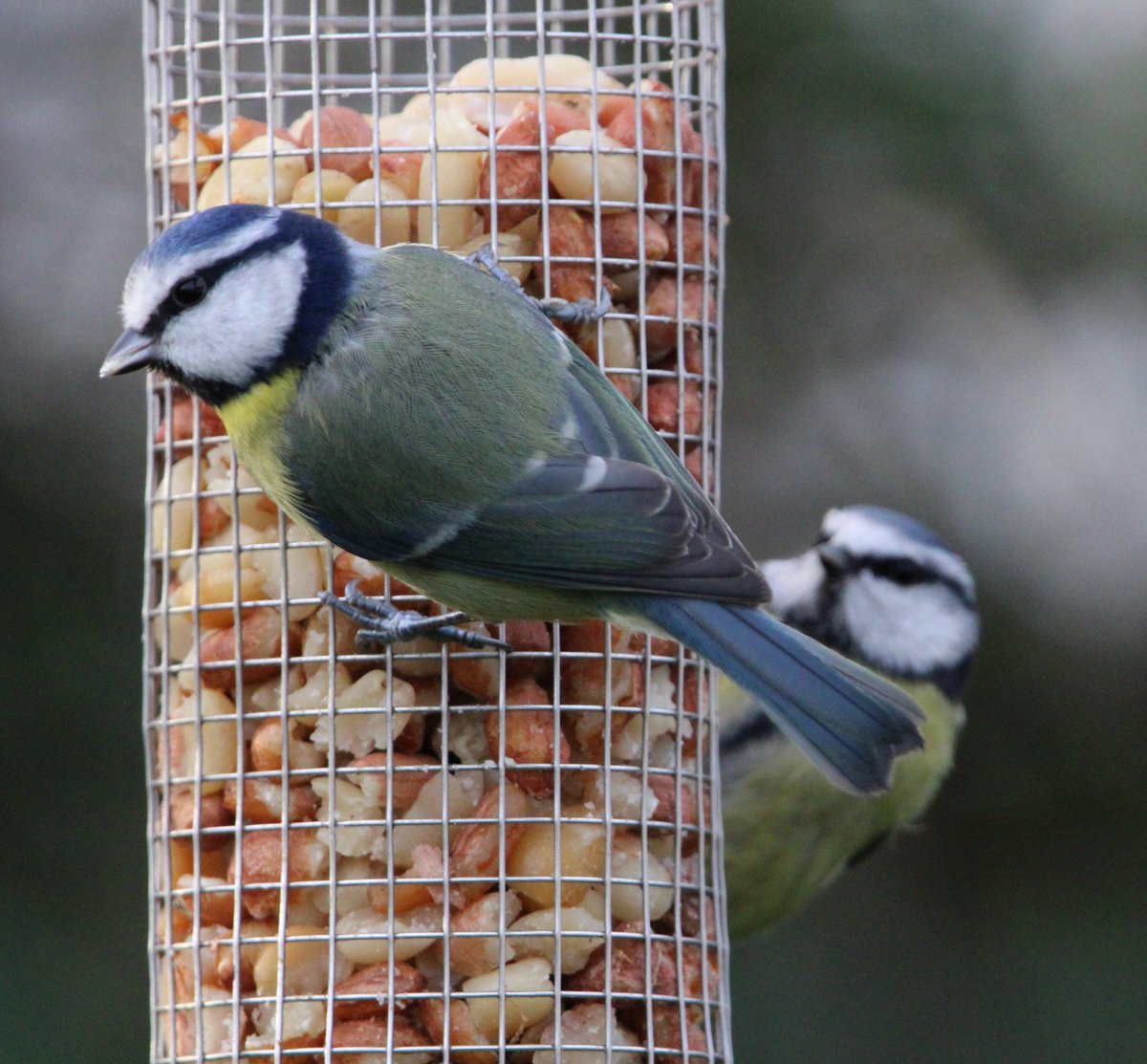 LocalBirdingNI's tweet photo. Testing out my new sigma 150-600mm lens. I can't wait to take it out for a proper birding run! #sigmalens #canonEOS @CanonUKandIE @Natures_Voice @UlsterWildlife #birdwatching #birdphotography https://t.co/Sf4YFqnUz8