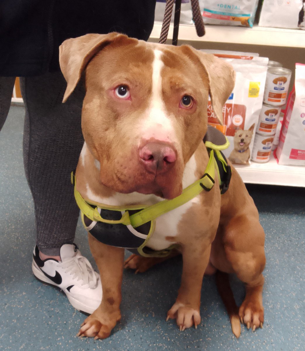 Please retweet to HELP FIND A RESCUE SPACE FOR THIS XL BULLY FOUND/ABANDONED #STANMORE #HARROW #LONDON #UK FACING EUTHANASIA IN A COUNCIL POUND🆘 Found 15 December, male, right blue eye, no chip. Now in a council pound for 7 days, he could be missing or stolen from another area,…