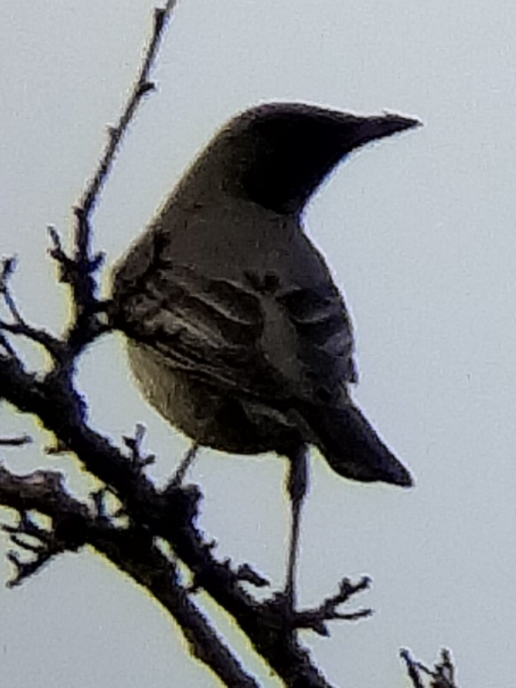 Georgie W-S (@georgiewightman) on Twitter photo Great day out in E Yorks with <a href="/12broadbentm/">Matthew Broadbent</a> <a href="/BenArmstrong24/">Ben Armstrong</a> <a href="/CogHarry/">Harry Coghill</a> and <a href="/Gunnynaturalist/">Charles Gunn</a>, obvious highlight was the Black throated Thrush, a great lifer. Also nice to see 4 Waxwings and a Lesser Yellowlegs nearby. Great day out in E Yorks with <a href="/12broadbentm/">Matthew Broadbent</a> <a href="/BenArmstrong24/">Ben Armstrong</a> <a href="/CogHarry/">Harry Coghill</a> and <a href="/Gunnynaturalist/">Charles Gunn</a>, obvious highlight was the Black throated Thrush, a great lifer. Also nice to see 4 Waxwings and a Lesser Yellowlegs nearby.