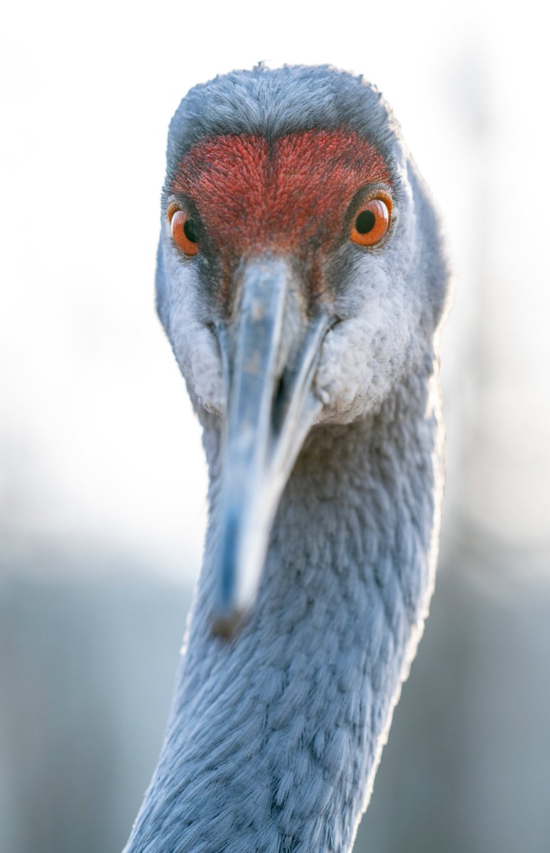 Getting a look from a Sandhill Crane as we crossed paths on the nature trail.