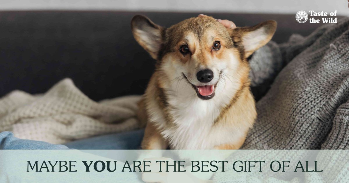 The holidays are fun for human and dog alike, but they can also be pretty wasteful. Check out our blog for some sustainable gift ideas for dogs! 🎁 totw.pet/sustainable-gi…