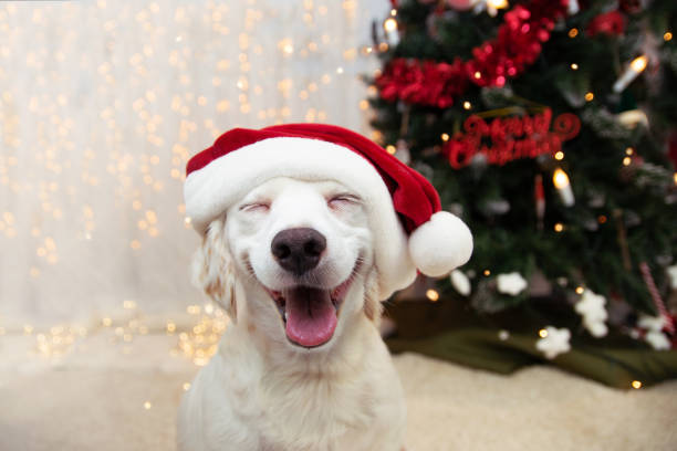 Dogwifxmascoin's tweet photo. Good day, $WIFX Holders 

#DogwifXmas https://t.co/C0JGNcIbQ5