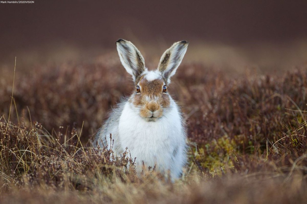 Are you creative and innovative with a passion for enabling communities to take action to improve the places where they live? If yes, we'd love to hear from you! We're looking for a 👉 Digital Content Officer - Up to £26,500 pro-rata (£15,900) wildlifetrusts.current-vacancies.com/Jobs/Advert/33…