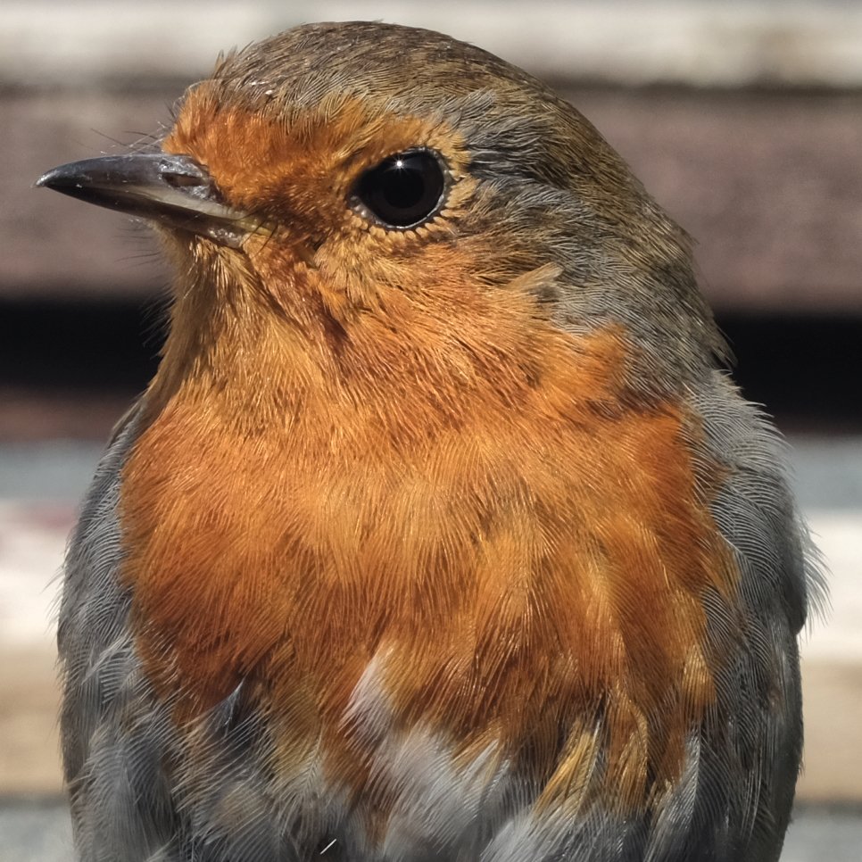 ViciousNoodles's tweet image. This guy or gal has been tamed by my partner @AitchTeaDrinker and eats out of our hands #NationalRobinDay. #FujifilmXH1 &amp;amp; #Pentacon 50mm manual lens.