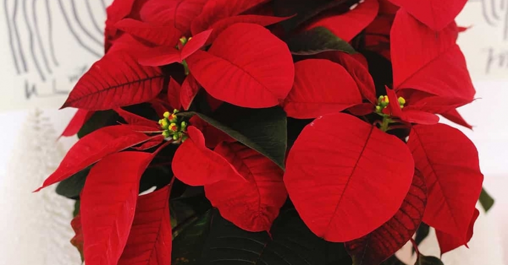 How to Grow and Care For Poinsettia 

#CTRealEstate #FarmingtonCT #WestHartfordCT #CantonCT #AvonCT #BristolCT #PlainvilleCT #BurlingtonCT #NewBritainCT #NewingtonCT #CTrealtor #SouthingtonCT #RockyHillCT  #GlastonburyCT #SimsburyCT abeautifulmess.com/how-to-grow-an…