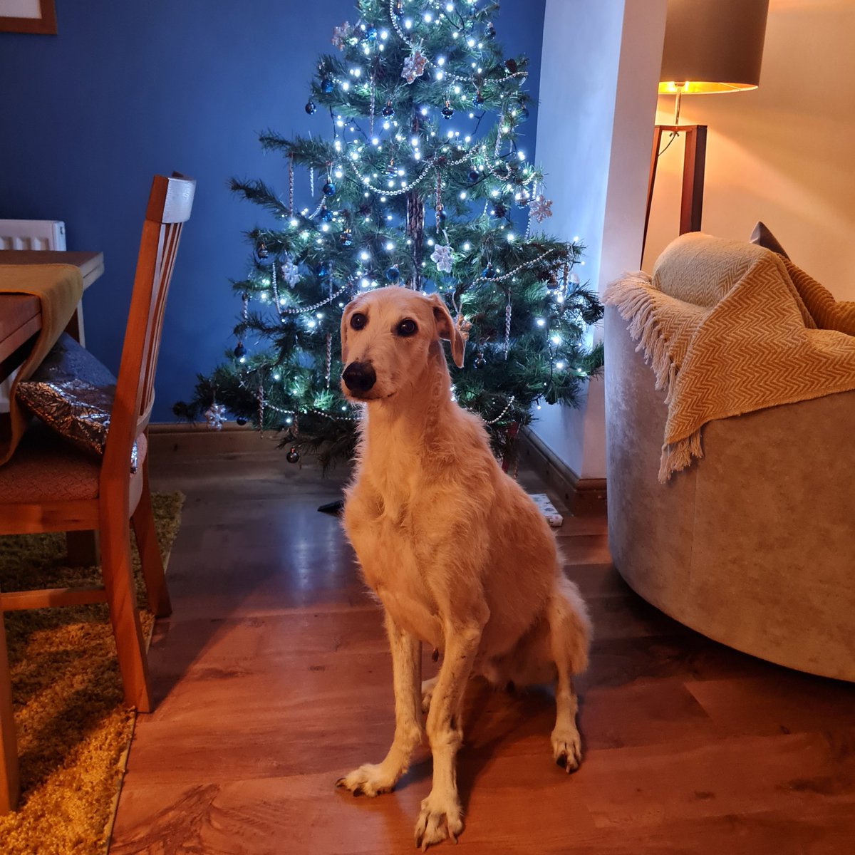 Christmas  Dennis! 🎄