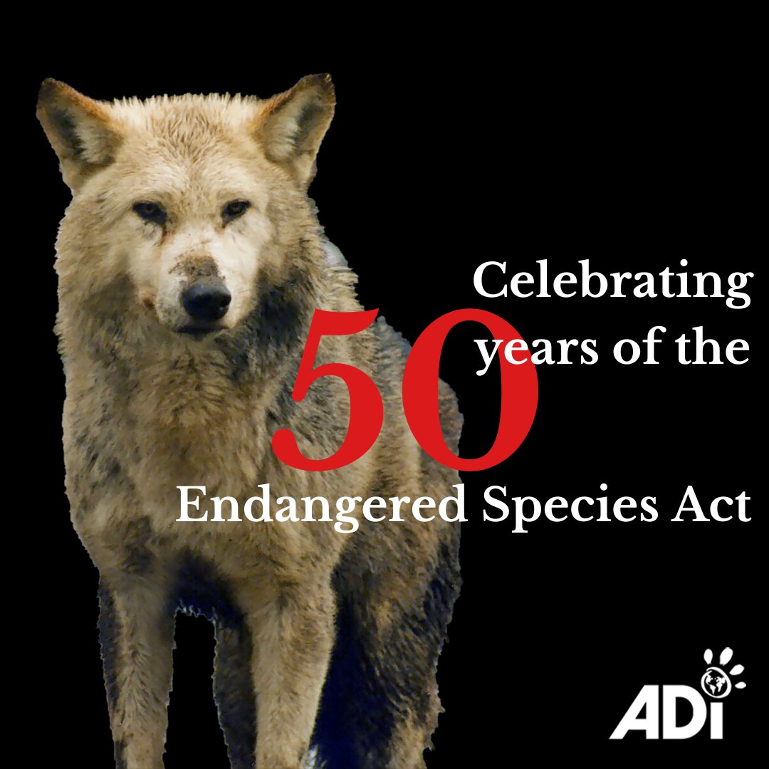 It is 50 years today, since The #EndangeredSpeciesAct (ESA). This landmark US law has helped save the bald eagle, humpback whale, southern sea otter, green sea turtle, peregrine falcon, and many other species from extinction. #ESA50