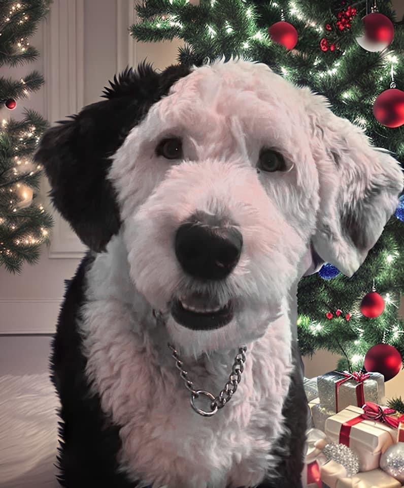 kristadgoulding's tweet image. Merry Christmas from this Sheepie, Rio! 
#sheepadoodle #santapaws @NLSchoolsCA @BishopFeild