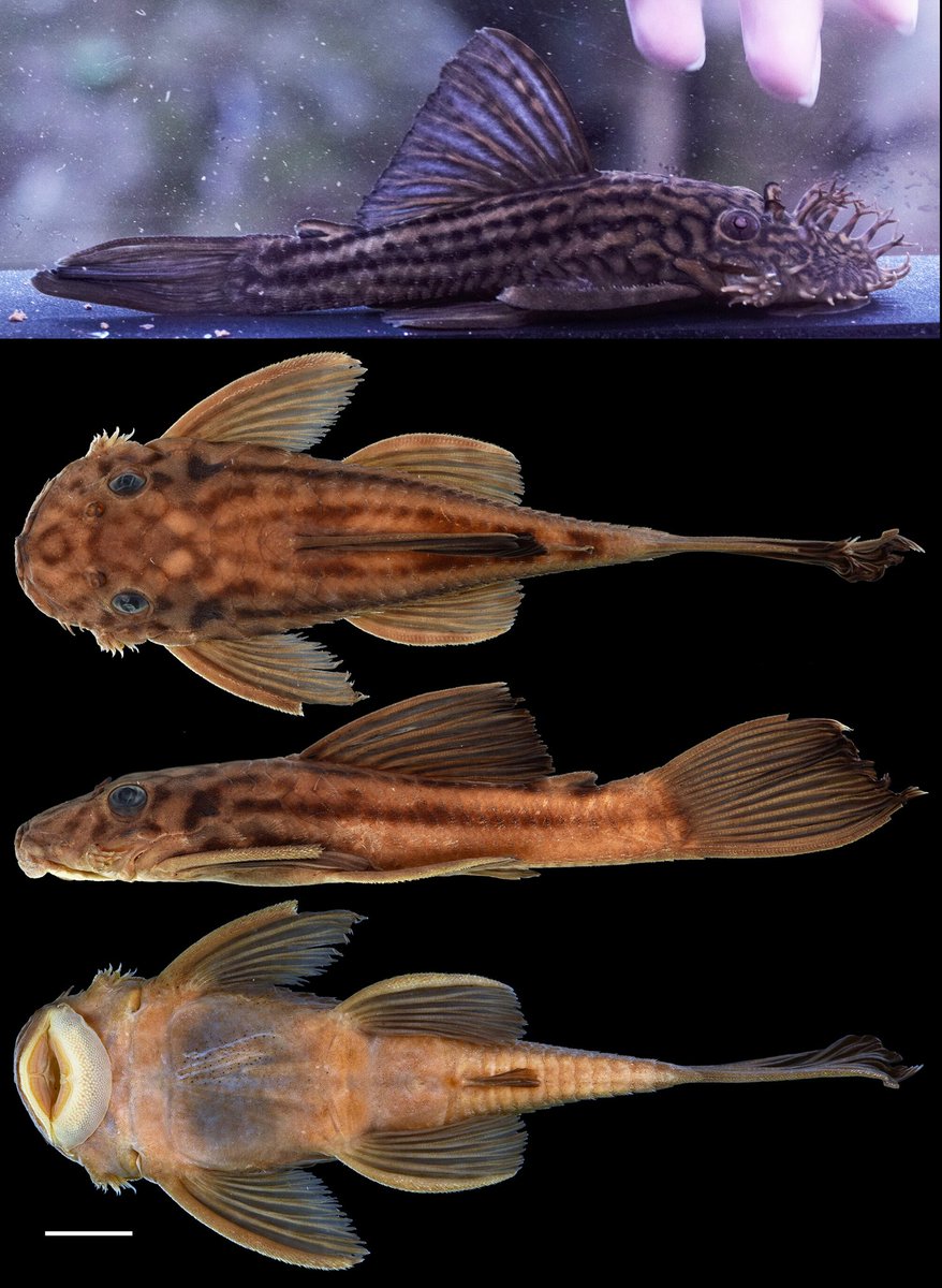 FishInTheNews's tweet photo. #NewSpeciesAlert - ๐ด๐๐๐๐ ๐ก๐๐ข๐ ๐ฆ๐๐๐๐ โ๐. A new distinctively striped species of bushynose catfish (Siluriformes: #Loricariidae: #๐ด๐๐๐๐ ๐ก๐๐ข๐ ) from the Pachitea River drainage, Pasco, #Peru. Known as #L267 in the hobby. #JFB
๐ https://t.co/wCf1uJjmd3 https://t.co/wJezd6IH7p