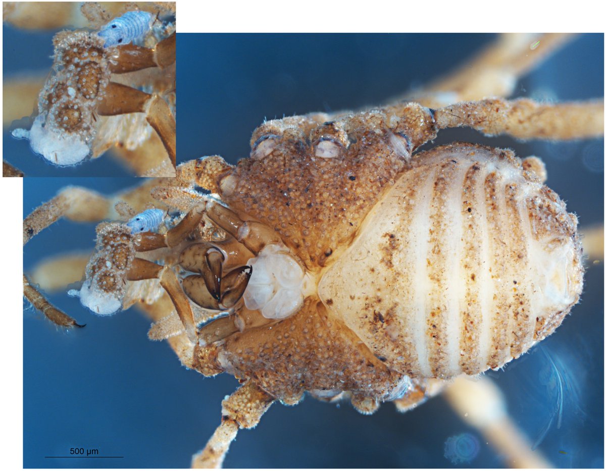 A viscosed preambule leading to death.
Certain harvestmen have unique glandular setae in their pedipalps, such as this Ortholasmatinae harvestman. In order to catch the prey, these modified sensilla extrude a viscoelastic glue. This time, a few tiny Collembola were the victim!