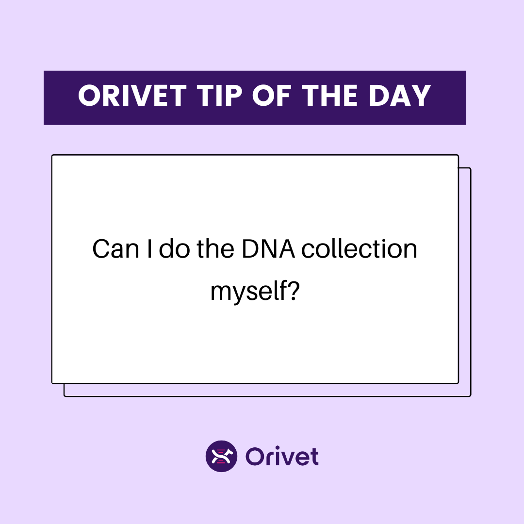 You sure can! Our kits are user-friendly and designed so that anyone may easily collect DNA samples from their pets. Learn more here: bit.ly/3QUEHkp #orivet #dogdna #dnatest