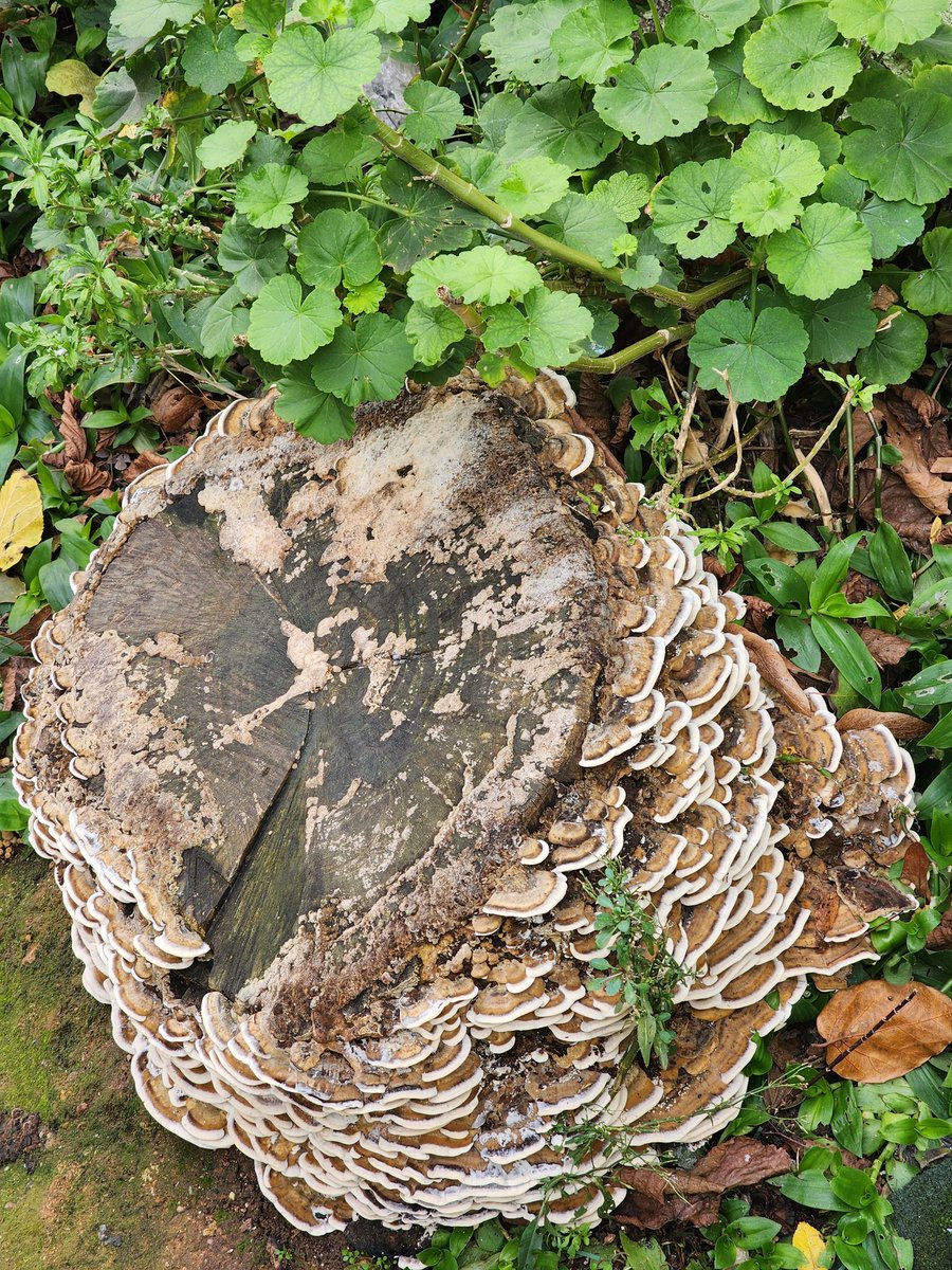 Look at how the tree has many fungi!