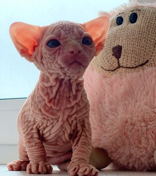 itsD3lay's tweet photo. Resolvamos el debate. ¿Son lindos estos gatos? https://t.co/FAsYNMxsQw