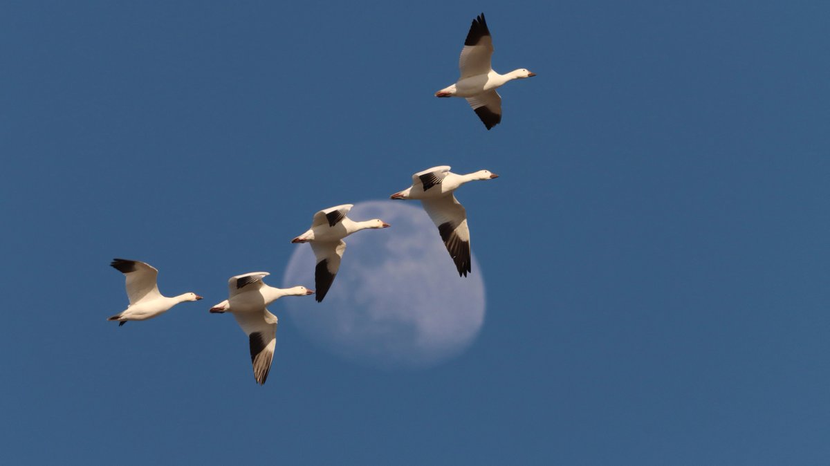 🌟 Happy #WinterSolstice!🌟Today marks the shortest day & longest night. Share your #ChristmasBirdCount bird sightings as we look forward to longer days ahead! #Migration #MigratoryBirds 📷Sandra Uecker/USFWS