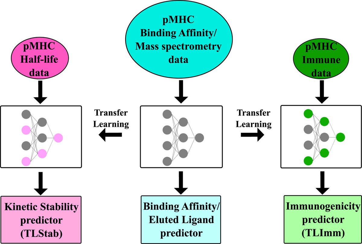 A new research article was published in ImmunoInformatics
👇
Transfer learning improves pMHC kinetic stability and immunogenicity predictions
sciencedirect.com/science/articl…
<a href="/KavrakiLab/">Kavraki Lab</a>