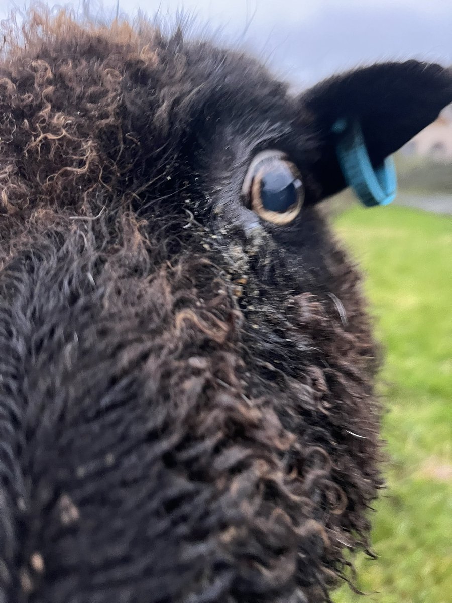 Oprah has always been the wild child of my flock

She’s 14, no teeth, lost both horns and a wee bit wobbly on her feet

But I love her spirit… that never ages

Take note 🥰

#arnbegfarmstayscotland #hebrideansheep
