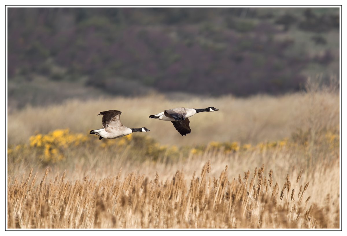 Canada Geese at RSPB St. Aidan's, March 2023 #geese #goose #canadageese #canadagoose #rspbstaidans #birds #birdphotography #TwitterNatureCommunity #wildlife #wildlifephotography #nature #NaturePhotography #BirdsSeenIn2023 #springwatch #autumnwatch #winterwatch