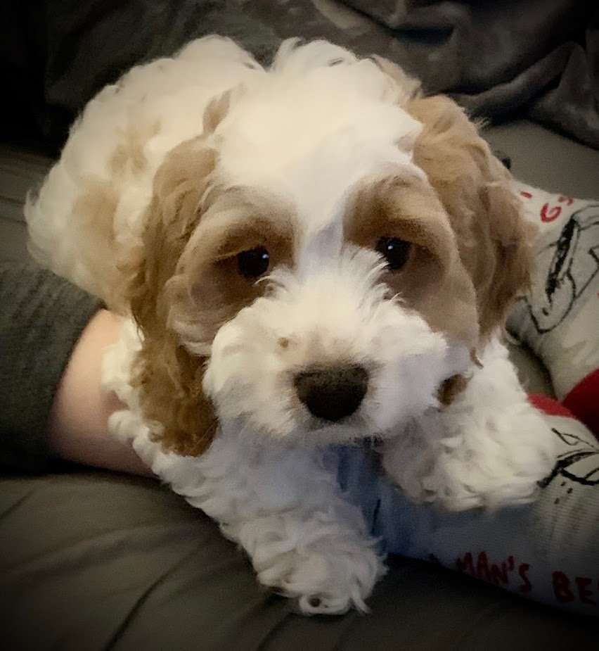 This guy is 4 today. Happy birthday Mayhem!