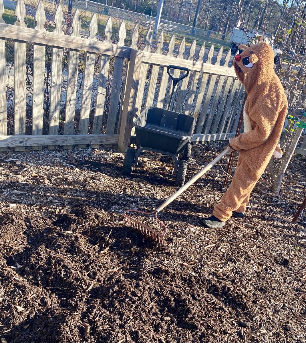 Rudolph helping mulch the fruit tree arbor in December #GardenBreakfastClub ☀️ ⁦@SeatackDream⁩ ⁦@vbschools⁩ #CommunityGardenSeatack 🌱