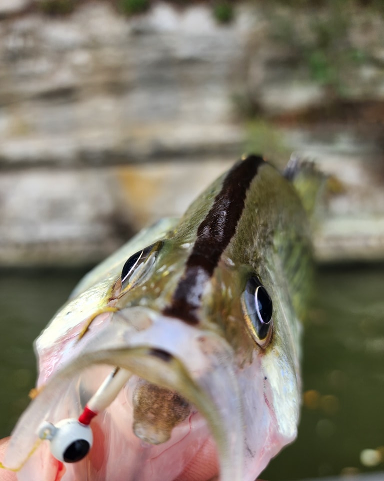 Crappie Now on X: Crappie Magnet's Pop-Eye Jig hooks a stunning Magnolia  crappie, also recognized as black nose crappie. This jig excels as the  go-to presentation in colder months.  #CrappieMagnet  #PopEyeJig #