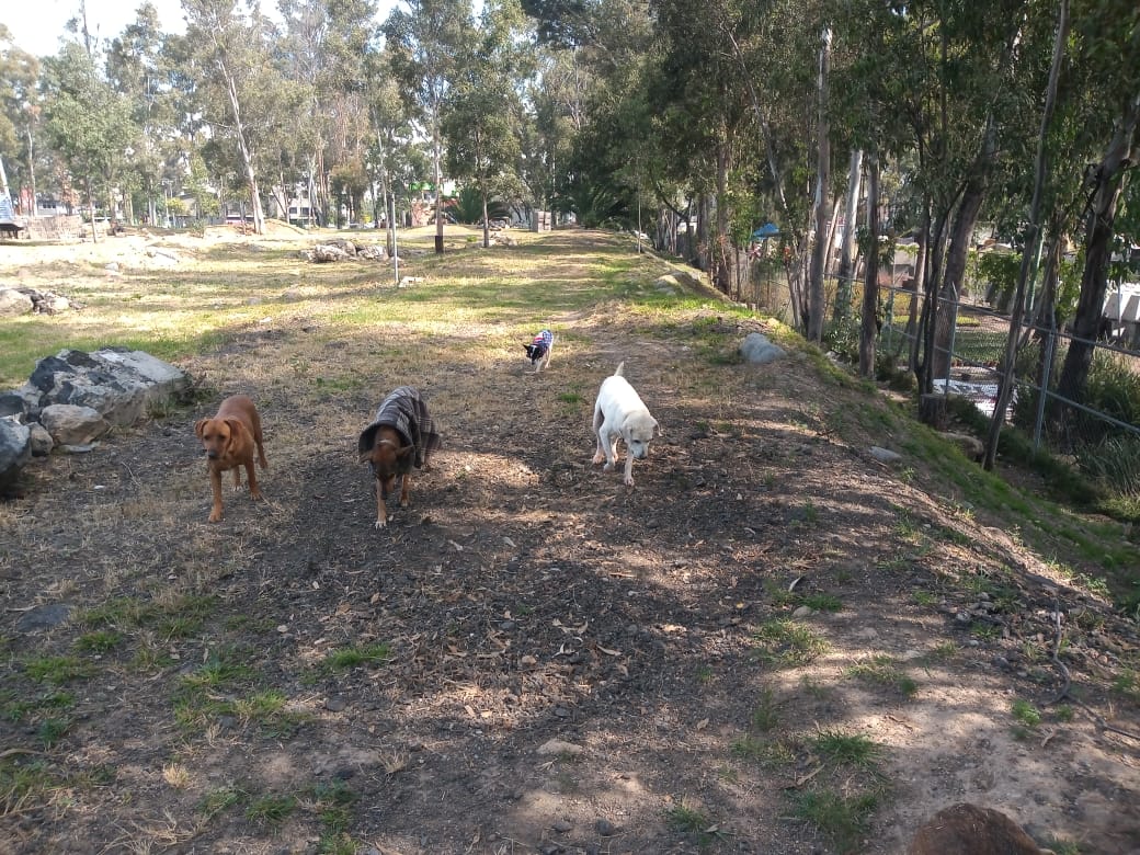 rbksokol's tweet image. Aquí en la #BrigadaDeVigilanciaAnimal nuestros 🐶 aprovechando el solesito ☀️ sobretodo nuestros costeñitos 😀

Hora de juegos y paseos.... 🐾