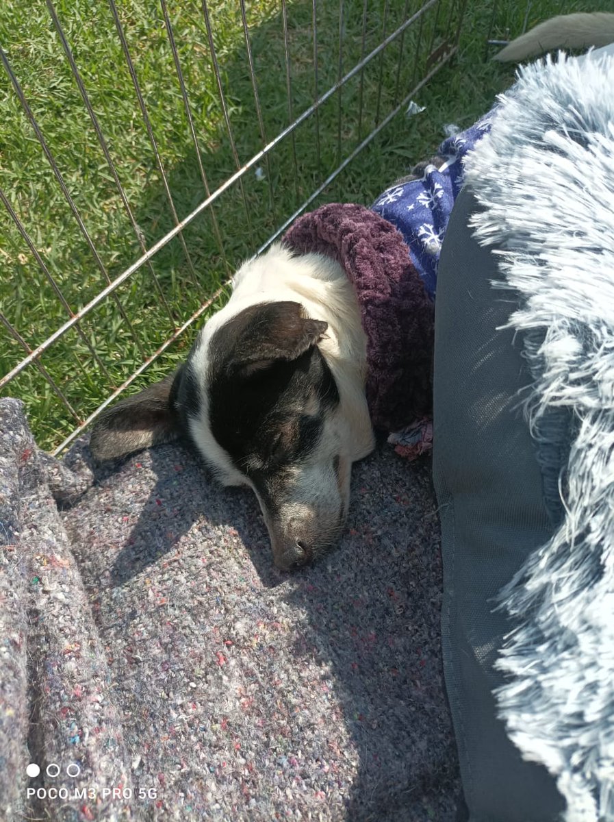 rbksokol's tweet image. Aquí en la #BrigadaDeVigilanciaAnimal nuestros 🐶 aprovechando el solesito ☀️ sobretodo nuestros costeñitos 😀

Hora de juegos y paseos.... 🐾