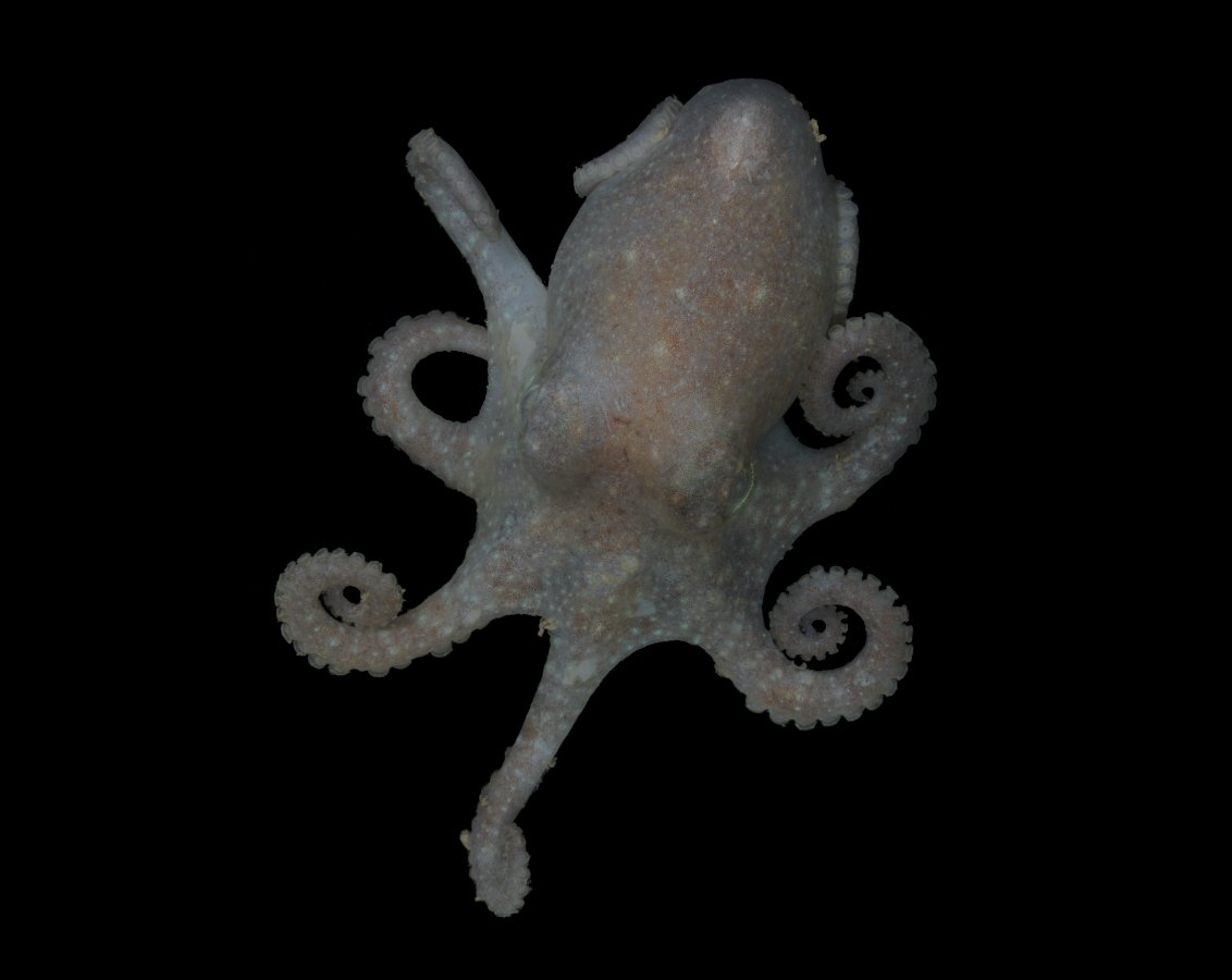 New research published today in @ScienceMagazine has used 🐙octopus DNA🧬to discover that the West Antarctic Ice Sheet likely collapsed during the Last Interglacial period - when global temperatures were similar to today. 📰 doi.org/10.1126/scienc… ➡️ arcsaef.com/story/octopus-…