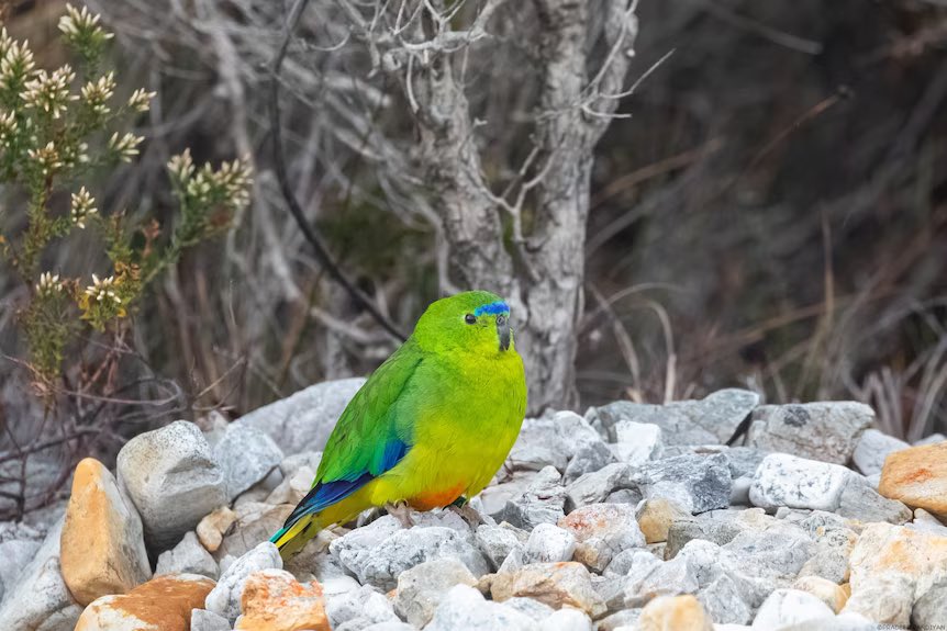 Today’s good news story 5 years ago only 20 of these parrots remained, but unexpected numbers of orange-bellied parrots have flocked home to Melaleuca to breed. @MelissaSweetDr @rocklilydesign @bekmcw @LarissaBartlett abc.net.au/news/2023-12-2…