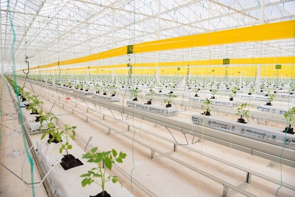 '20-hectare tomato production glasshouse in Tunisia is a monumental project' hortidaily.com/article/958583…