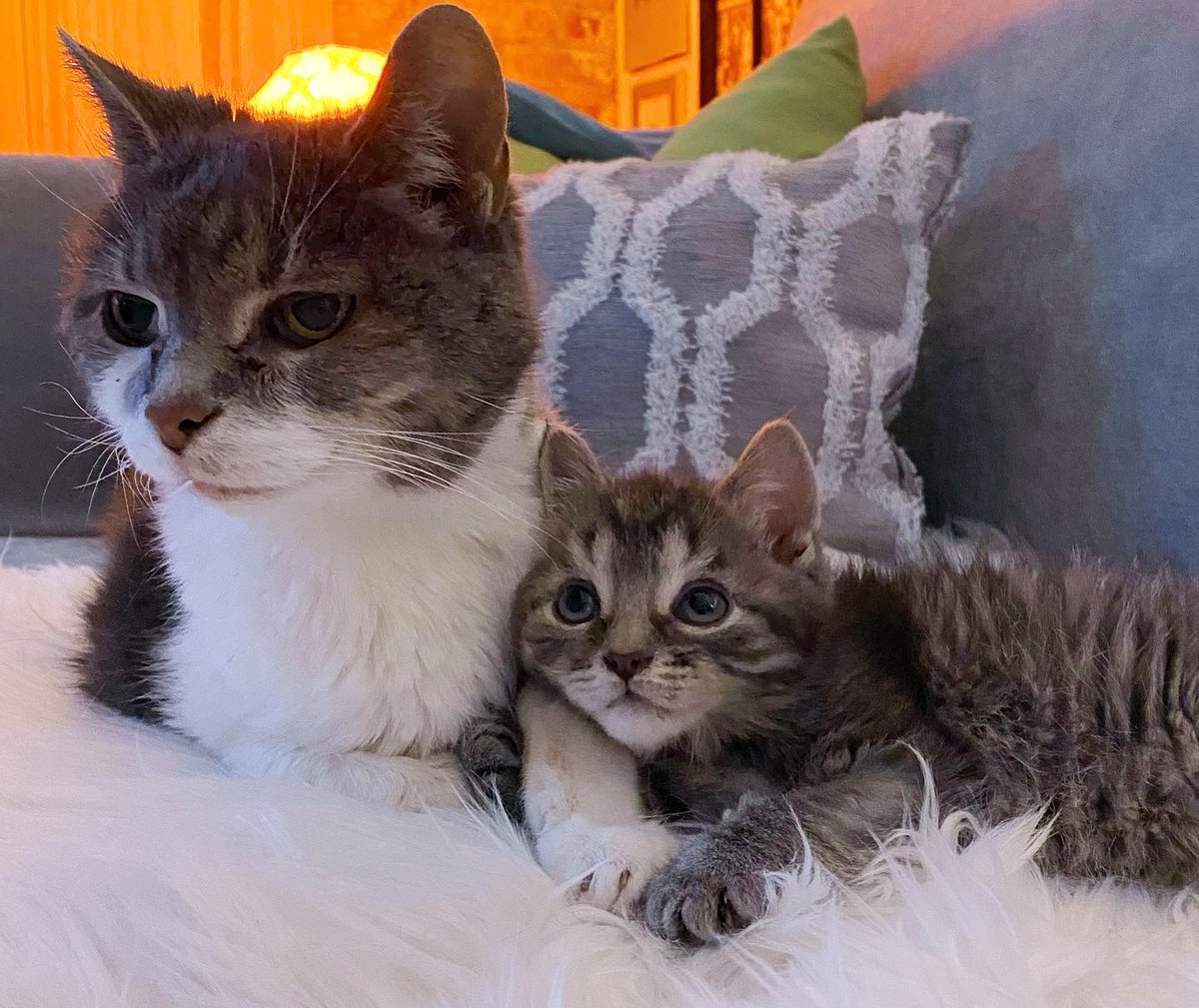 A kitten spent the first six weeks of his life fighting to live. Then, he met a cat who made him feel warm and adored. Full story: lovemeow.com/kitten-weeks-c…