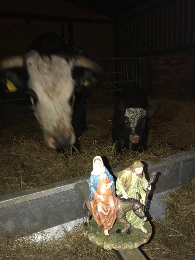 Well Las Posdas lost their way after Monday, luckily Fr Edward tracked them down and they were now on a big adventure to Neath with Maria from <a href="/StPaulsCF11/">St Paul's Grangetown</a> <a href="/SouthCardiffMA/">South Cardiff Ministry Area 🧡</a> they met Zorro the kitten and two newly born calves Dai and Dafydd #journey #LasPosadas #followthestar