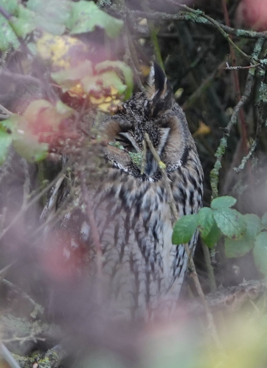 Winter_Semeya's tweet photo. The Long-eared owl at Nene Washes was a new bird sighting for me. It's a shame it was covered by so much shrubbery. #NeneWashes @Natures_Voice #Longearedowl https://t.co/4HpMotkf1w