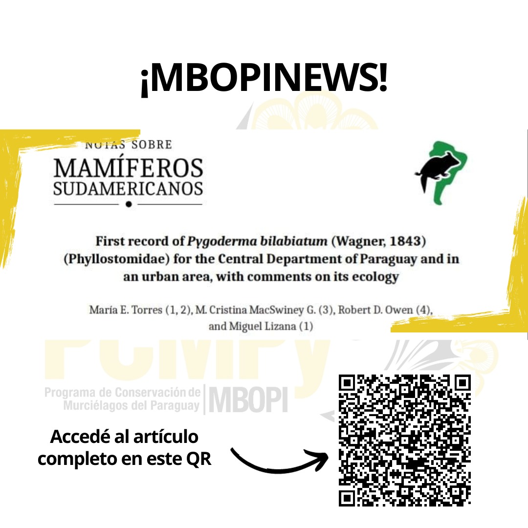 ¡Mbopi News! Te compartimos el reciente artículo de miembros del PCMPy: E. Torres, R. Owen y M. C. Mac Swiney, 'First record of Pygoderma bilabiatum (Wagner, 1843) (Phyllostomidae) for the Central Department of Paraguay and in an urban area, with comments on its ecology'